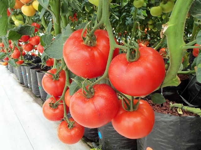 The Future of Sustainable Agriculture: Hydroponic and Organic Farming Systems